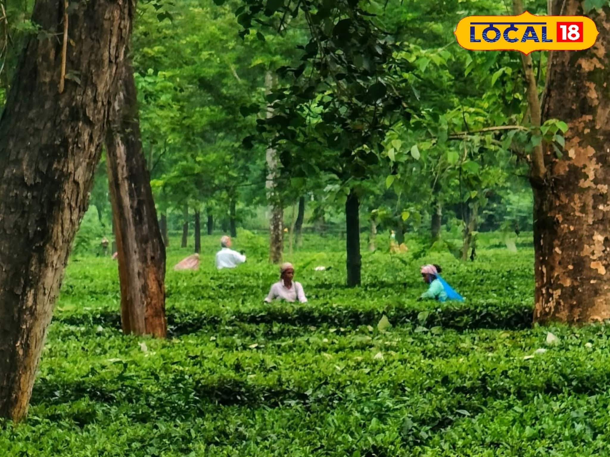 অভিষেকের উত্তরবঙ্গ সফরের পরেই খুলল সুবর্ণপুর চা বাগান! ৪ মাস পর কাটল বোনাসের জট