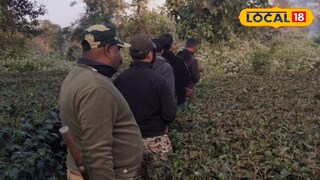 বন্য শুয়োরের আকস্মিক হামলায় প্রাণ গেল চা বাগান শ্রমিকের 