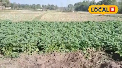 ক্ষতিগ্রস্ত ক্ষেত