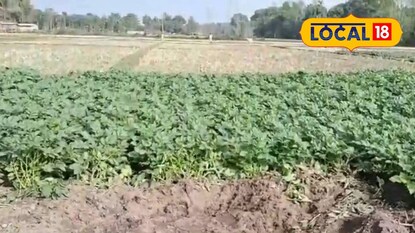 ক্ষতিগ্রস্ত ক্ষেত ক্ষতিগ্রস্ত ক্ষেত