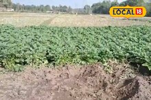 Jalpaiguri News: আলুর জমিতে জোড়া হাতির তাণ্ডব! তছনছ বিঘার পর বিঘা ক্ষেত, সরকারের কাছে সাহায্যের আর্তি কৃষকের