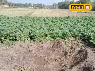 ক্ষতিগ্রস্ত ক্ষেত