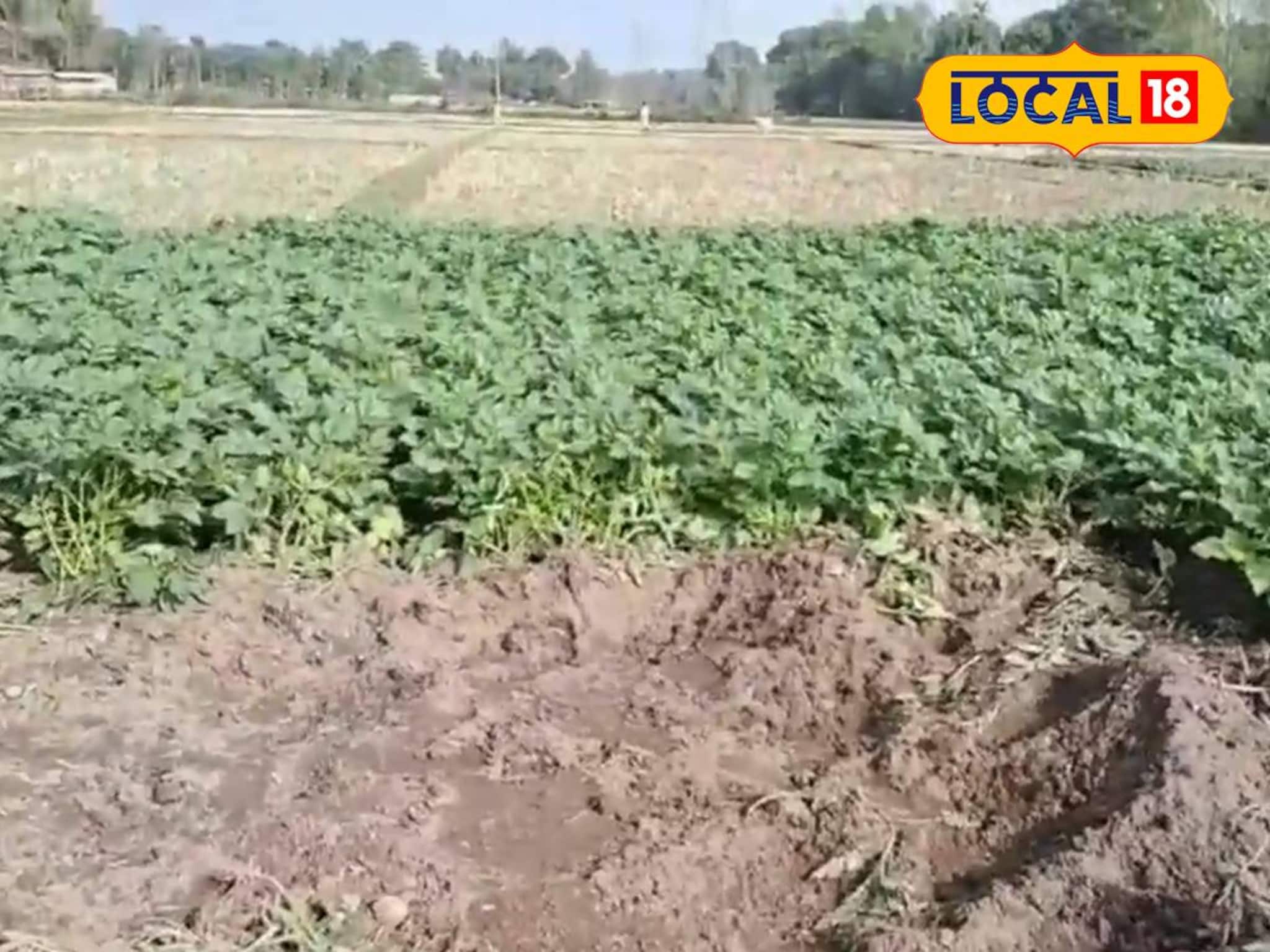 জোড়া হাতির তাণ্ডবে তছনছ বিঘার পর বিঘা ক্ষেত! সরকারের কাছে সাহায্যের আর্তি কৃষকের