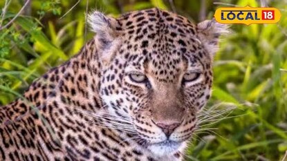 লেপার্ড | প্রতীকী ছবি লেপার্ড | প্রতীকী ছবি