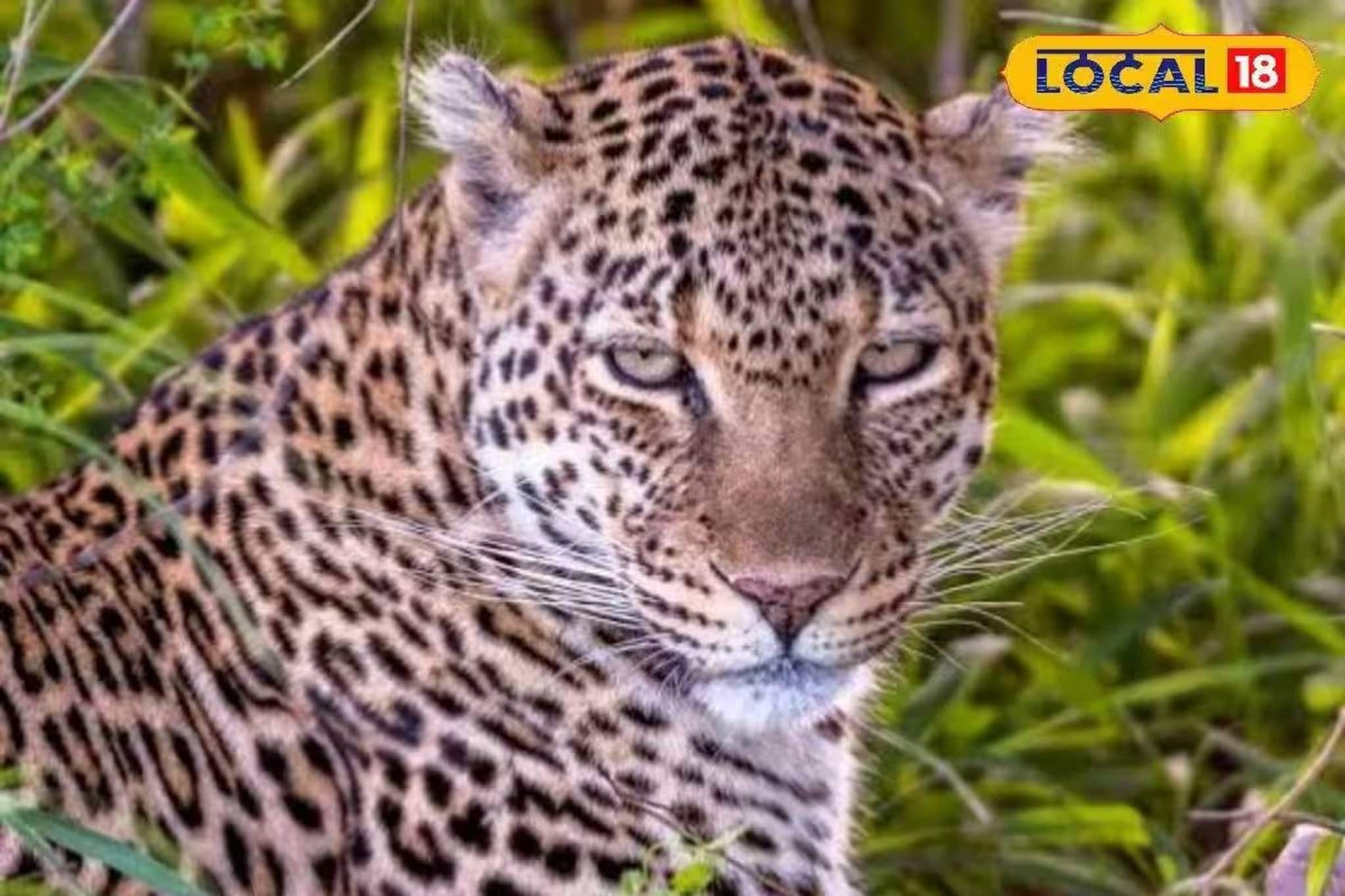 ছাগলের টোপেই ধরা পড়ল 'চোর'! জলপাইগুড়ির চা বাগানে খাঁচাবন্দি পূর্ণবয়স্ক লেপার্ড