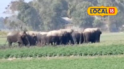 গ্রামে হাতির দল