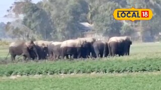 গ্রামে হাতির দল