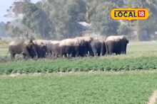 Jalpaiguri News: আলুর লোভে সোজা লোকালয়ে হাজির! জলপাইগুড়ির গ্রামে হাতির দলের হানা, এলাকা জুড়ে আতঙ্কের আবহ