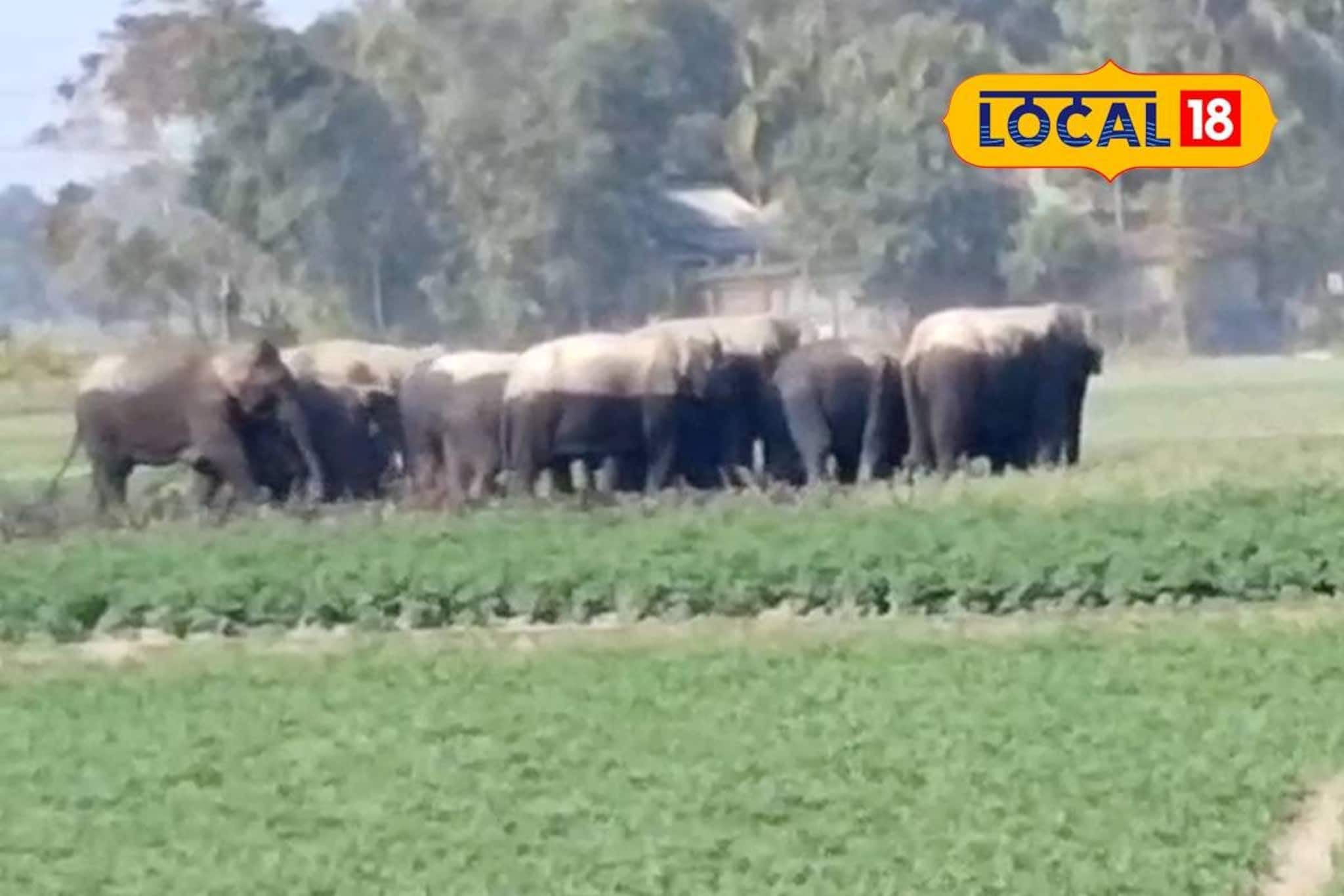 আলুর লোভে সোজা লোকালয়ে হাজির! জলপাইগুড়ির গ্রামে হাতির দলের হানা