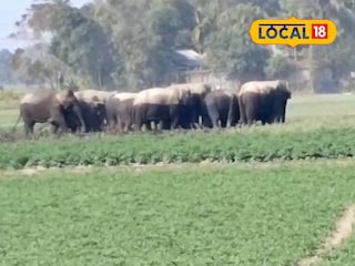 গ্রামে হাতির দল