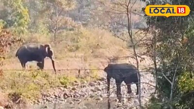 দুই হাতি