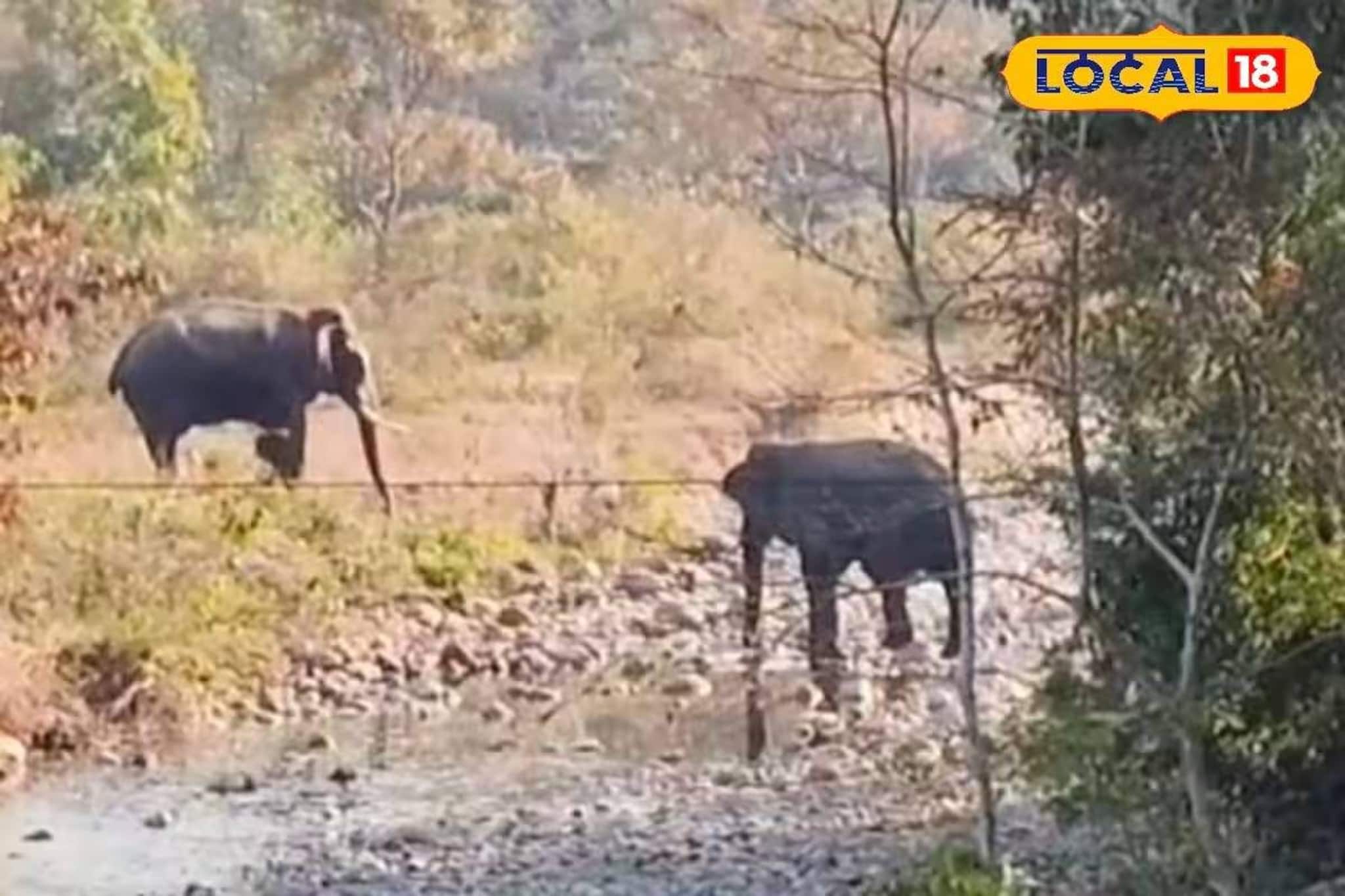 কখনও নদীতে স্নান, কখনও জল পান! ডুয়ার্সে জোড়া হাতির বিরল দৃশ্য কখনও নদীতে স্নান, কখনও জল পান! ডুয়ার্সে জোড়া হাতির বিরল দৃশ্য