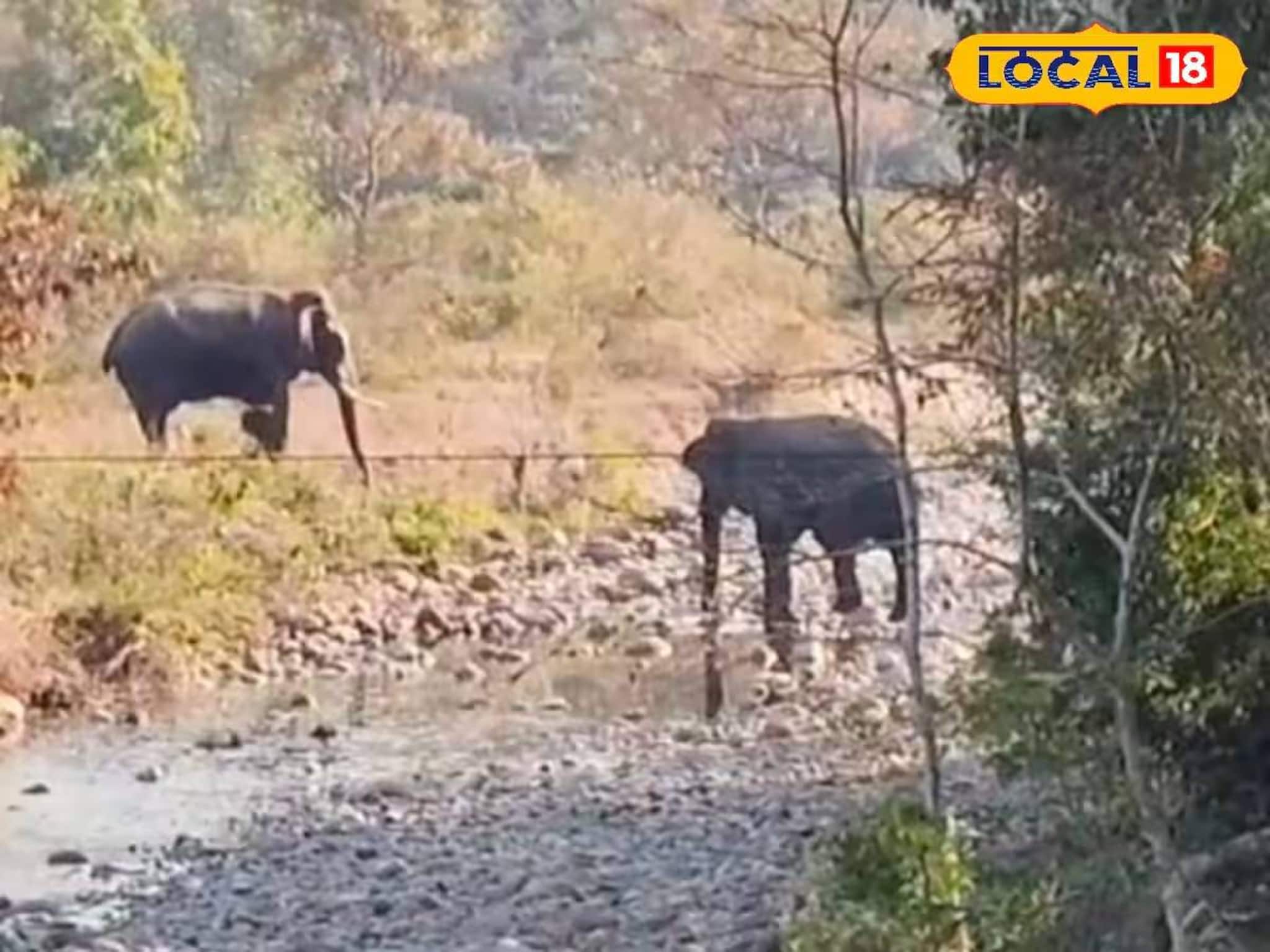 কখনও নদীতে স্নান, কখনও জল পান! ডুয়ার্সে জোড়া হাতির বিরল দৃশ্য