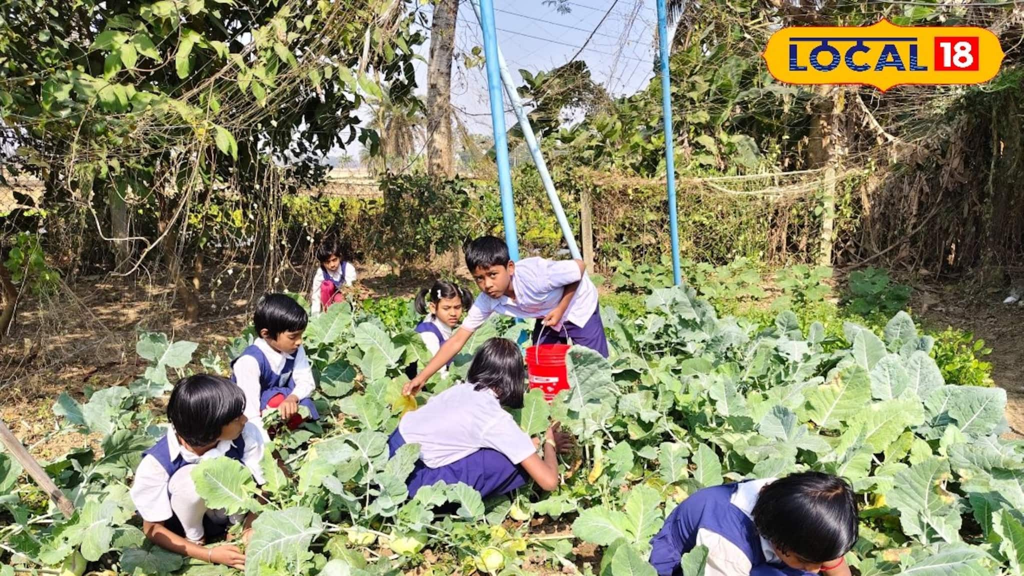 East Medinipur News: স্কুলের বাগানে আলু, পেঁয়াজ, বাঁধাকপি-সহ নানা সবজি! পড়ুয়াদের হাতে ফলানো টাটকা আনাজেই মিড-ডে মিল রান্না, কীটনাশক-মুক্ত ও স্বাস্থ্যকর