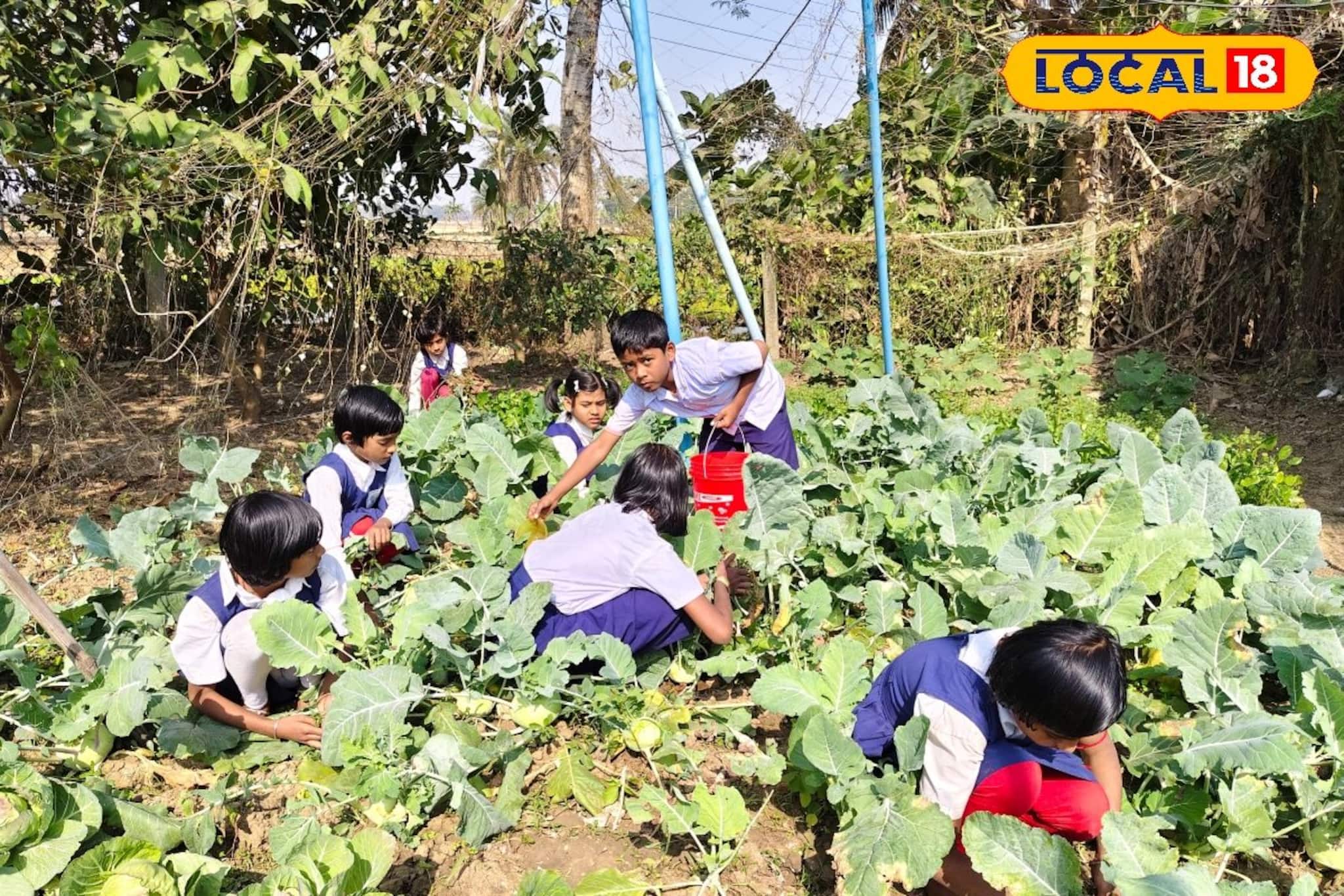 টিফিনের ফাঁকে 'কিচেন গার্ডেন' পরিচর্যা! পড়ুয়াদের হাতে ফলানো টাটকা আনাজে রান্না মিড-ডে মিল