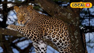 চা বাগানে লেপার্ড আতঙ্ক (প্রতীকী ছবি) চা বাগানে লেপার্ড আতঙ্ক (প্রতীকী ছবি)