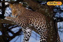 Leopard Scare: জোড়া লেপার্ডের ভয়াল দর্শন! দার্জিলিংয়ের চা বাগানে ত্রাহি ত্রাহি রব, খাঁচা পাতার দাবি চা শ্রমিকদের