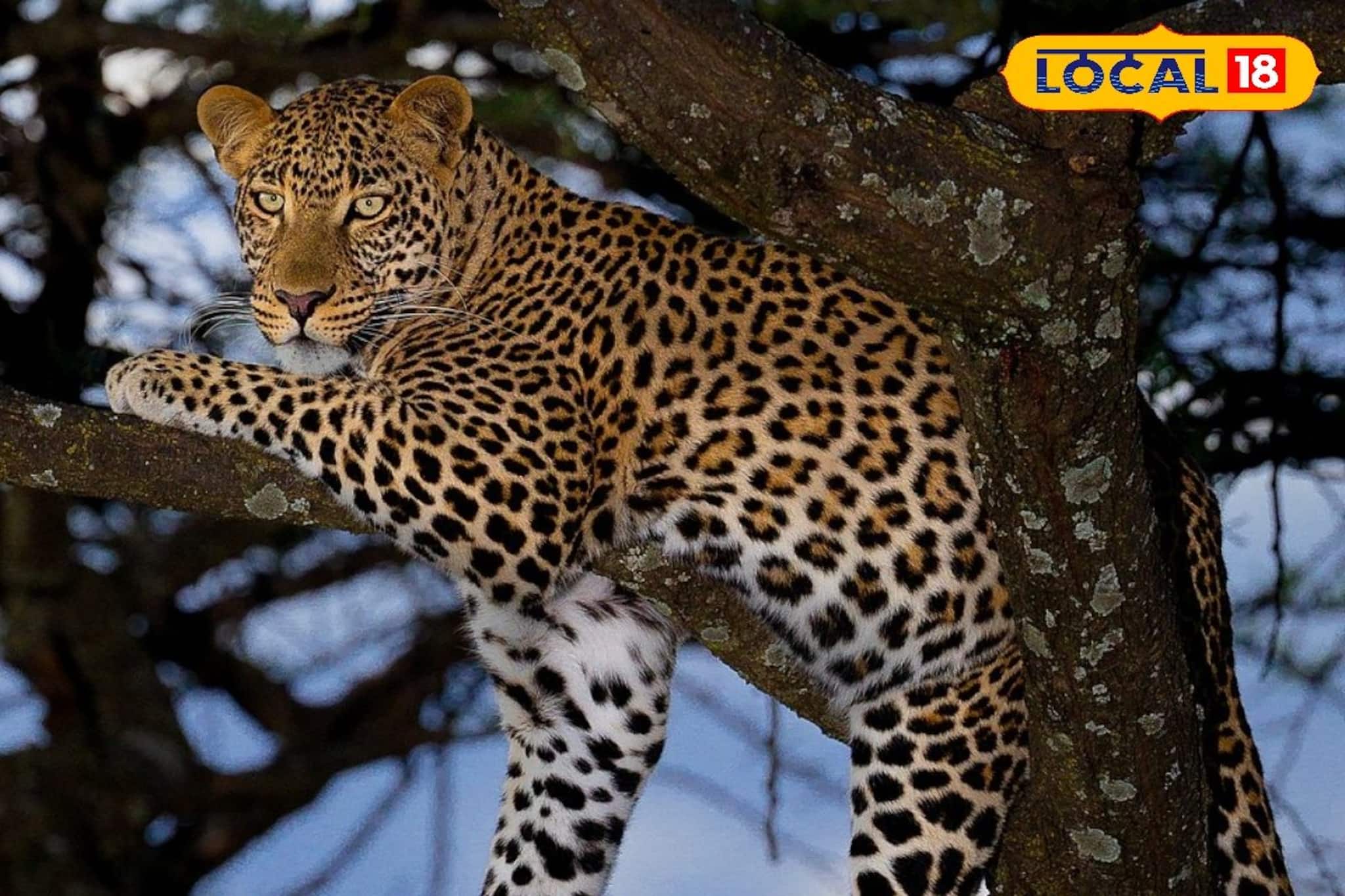 জোড়া লেপার্ডের ভয়াল দর্শন! দার্জিলিংয়ের চা বাগানে ত্রাহি ত্রাহি রব