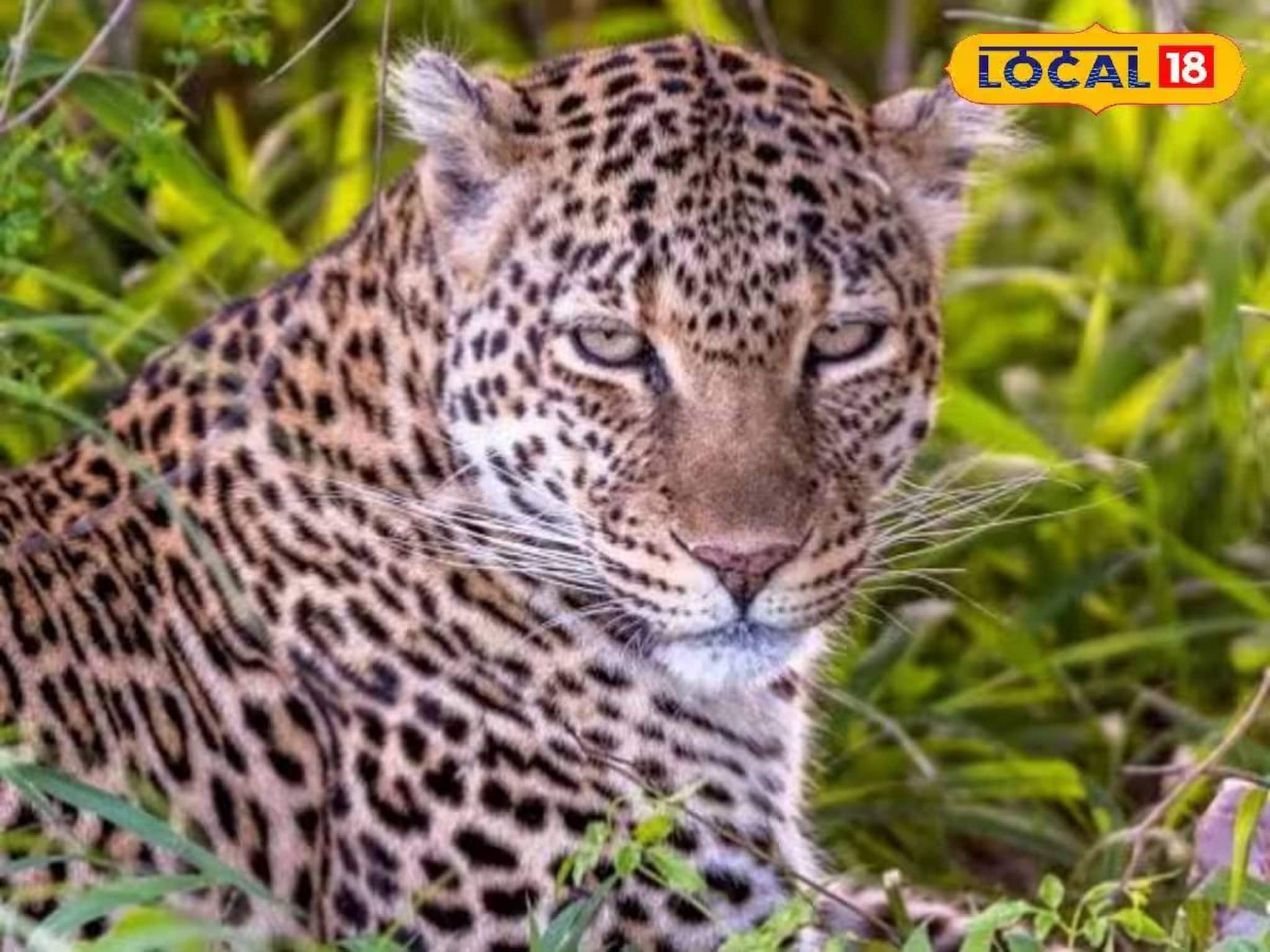 চায়ের ফুল তোলার সময় আচমকা হামলা! লেপার্ডের আক্রমণে জখম মহিলা চায়ের ফুল তোলার সময় আচমকা হামলা! লেপার্ডের আক্রমণে জখম মহিলা