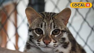 লেপার্ড ক্যাট | প্রতীকী ছবি