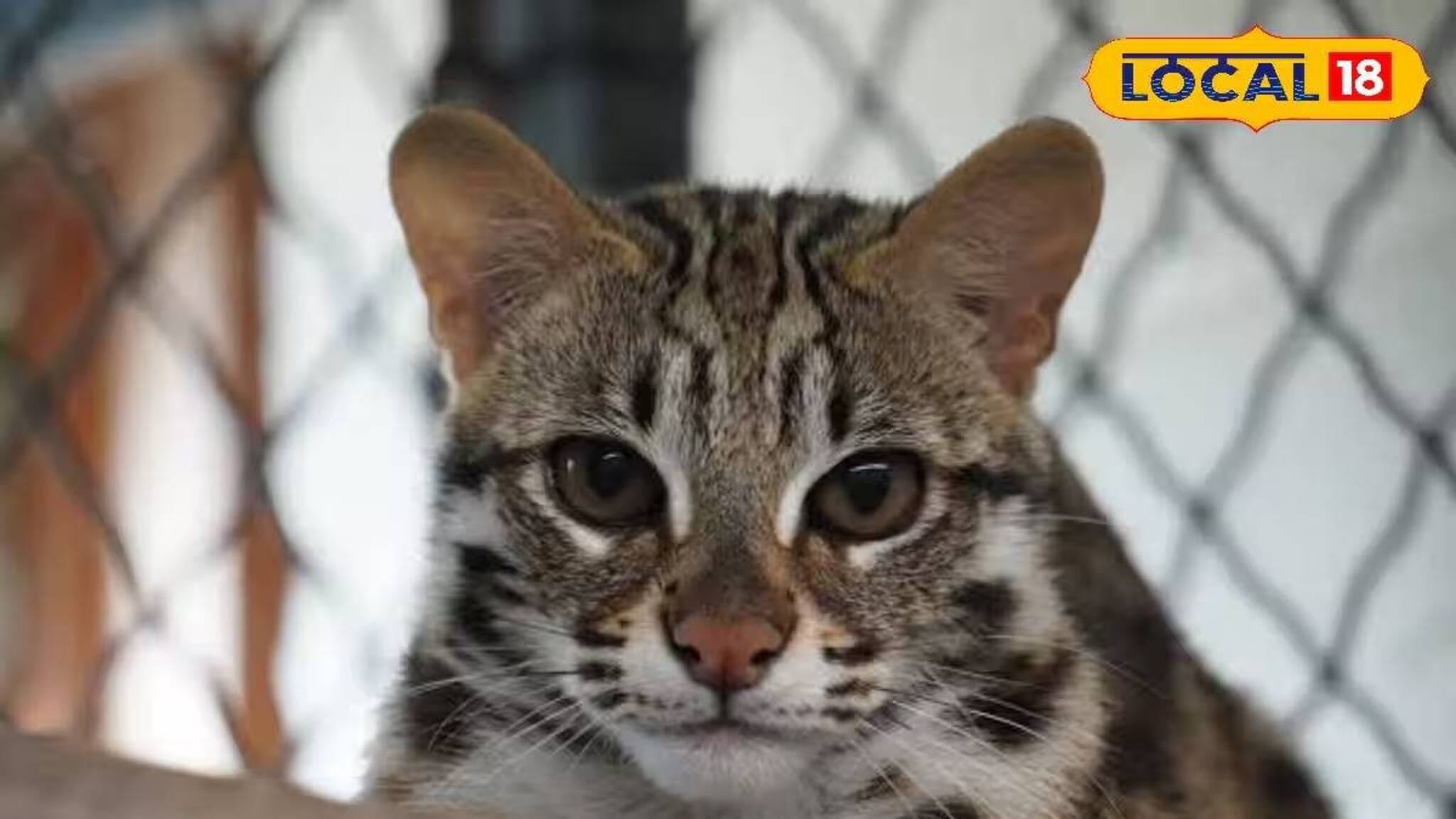 বিড়ালের মতো দেখতে হলেও বিড়াল নয়! বেপরোয়া গাড়ির ধাক্কায় বিরলতম প্রাণীর শাবকের মৃত্যু