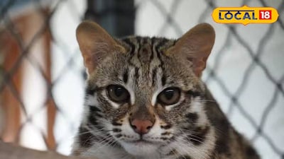 লেপার্ড ক্যাট | প্রতীকী ছবি