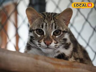 লেপার্ড ক্যাট | প্রতীকী ছবি