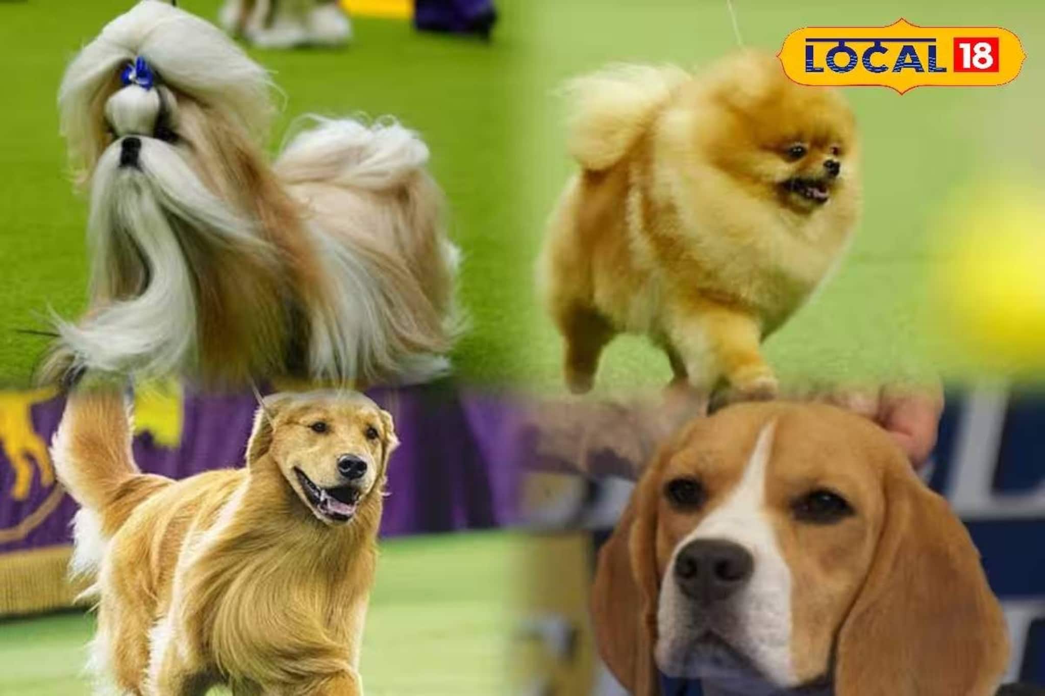 ছোট্ট ছোট্ট সারমেয়দের হাড্ডাহাড্ডি লড়াই! মধ্যমগ্রামে জমাটি ডগ শোয়ের আয়োজন