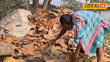 শালপাতা