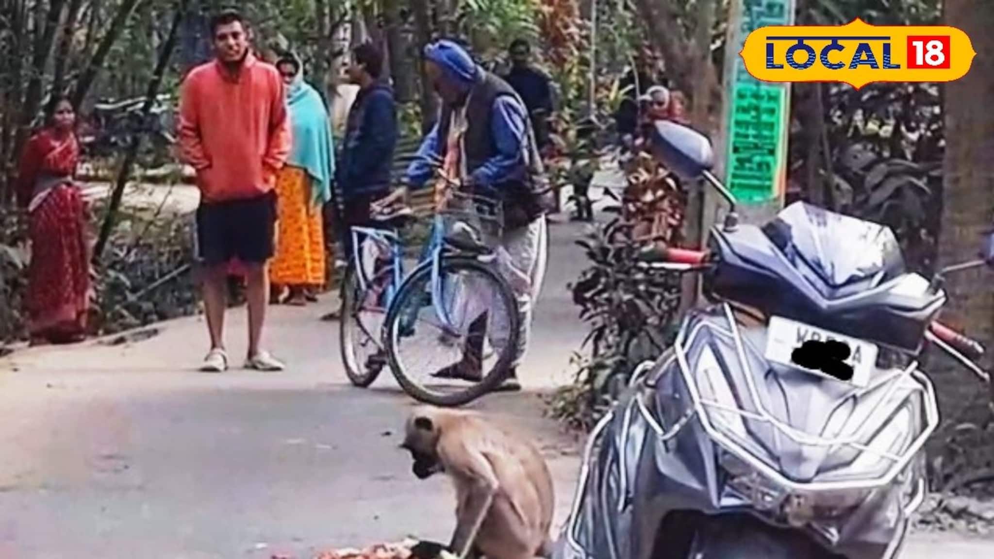 Monkey Menace: দেখলেই তেড়ে কামড়াতে আসছে, কেড়ে নিচ্ছে খাবার! 'দাপুটে' হনুমানের উপদ্রপে অতিষ্ঠ কালনা, বাড়ির বাইরে পা রাখা দায়