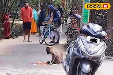 Monkey Menace: দেখলেই তেড়ে কামড়াতে আসছে, কেড়ে নিচ্ছে খাবার! 'দাপুটে' হনুমানের উপদ্রপে অতিষ্ঠ কালনা, বাড়ির বাইরে পা রাখা দায়
