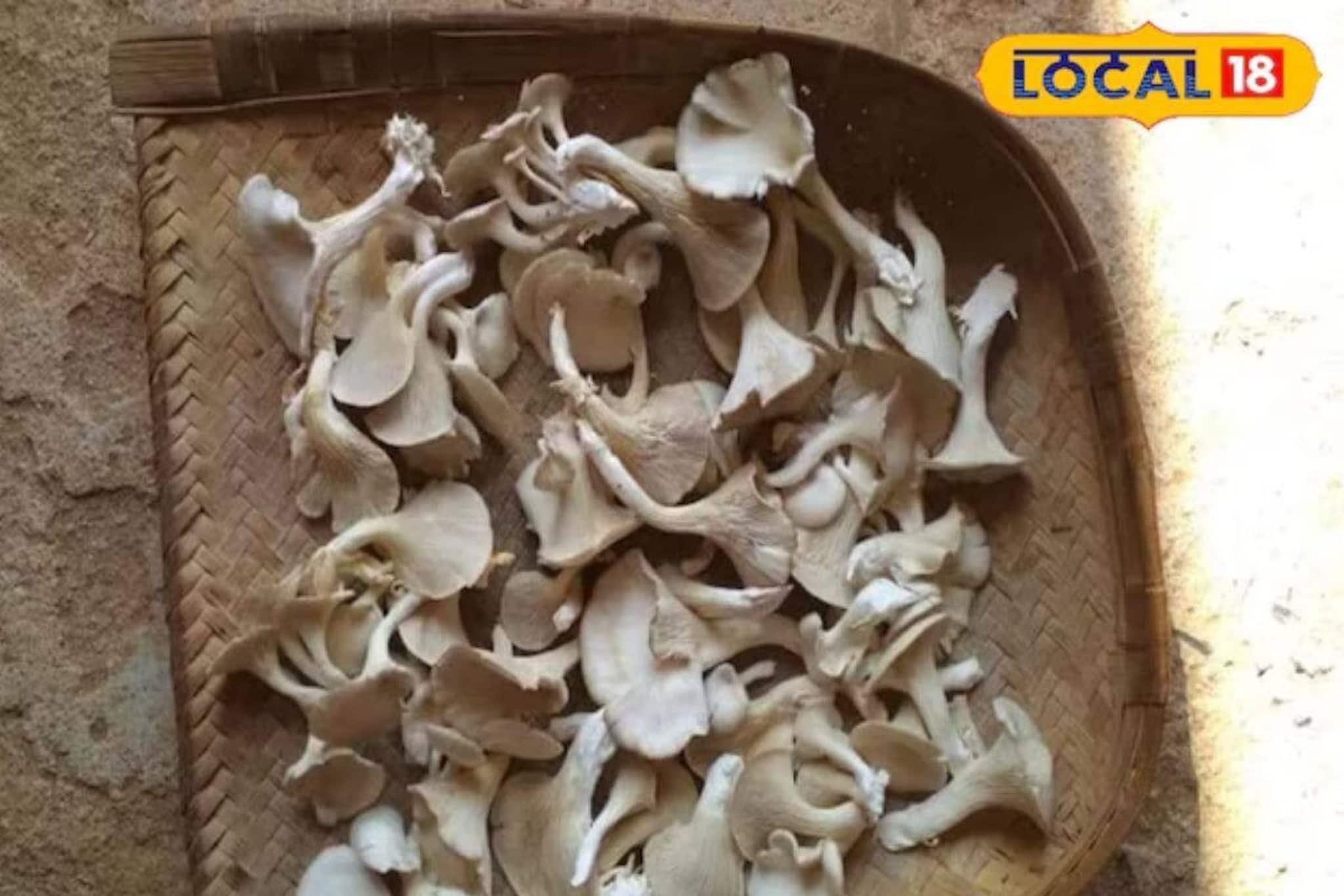 মাশরুম চাষে দেদার লাভ! IIT খড়গপুরের সহায়তায় এবার মাশরুম থেকে তৈরি হবে চা, আটা, আচার