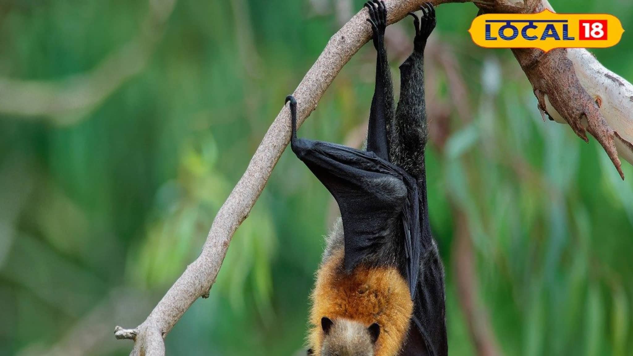 নিপা ভাইরাসের মারণ কামড়ে মৃত্যুহার ৭৫ শতাংশ! সংক্রমণ থেকে বাঁচার কিছু সহজ উপায়