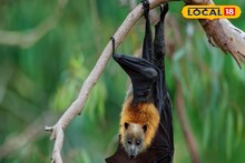 NIPAH Virus: নিপা ভাইরাসের মারণ কামড়ে মৃত্যুহার ৭৫ শতাংশ! জ্বর, র‍্যাশ, খিঁচুনির উপসর্গ দেখলেই সোজা হাসপাতালে, সতর্ক স্বাস্থ্য দফতর