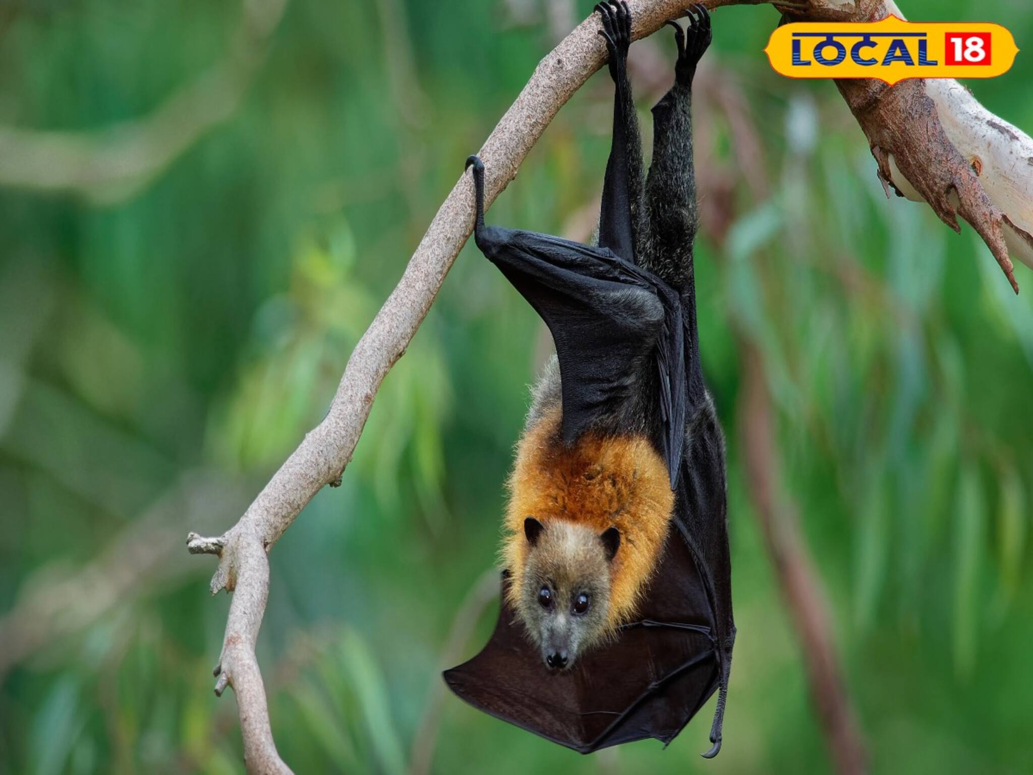 নিপা ভাইরাসের মারণ কামড়ে মৃত্যুহার ৭৫ শতাংশ! সংক্রমণ থেকে বাঁচার কিছু সহজ উপায়