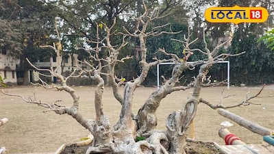 বনসাই প্রদর্শনী