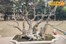 Nadia News: মুখস্থবিদ্যা ছেড়ে হাতেকলমে 'পরিবেশ পরিচয়'! কৃষ্ণনগরের স্কুলে অভিনব আয়োজন, পড়ুয়াদের পাশাপাশি খুশি অভিভাবকরাও