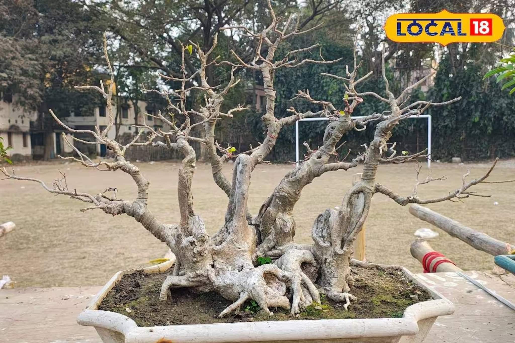 মুখস্থবিদ্যা ছেড়ে হাতেকলমে 'পরিবেশ পরিচয়'! কৃষ্ণনগরের স্কুলে অভিনব আয়োজন