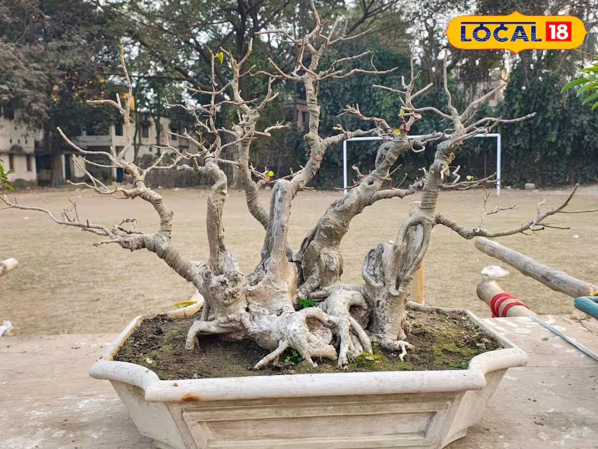 মুখস্থবিদ্যা ছেড়ে হাতেকলমে 'পরিবেশ পরিচয়'! কৃষ্ণনগরের স্কুলে অভিনব আয়োজন