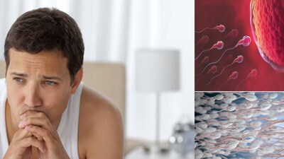 অণ্ডকোষের তাপমাত্রা বৃদ্ধির প্রথম প্রভাব শুক্রাণু উৎপাদনের উপর পড়ে