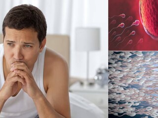 অণ্ডকোষের তাপমাত্রা বৃদ্ধির প্রথম প্রভাব শুক্রাণু উৎপাদনের উপর পড়ে