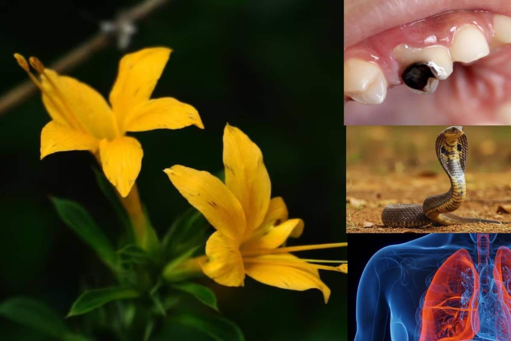 নড়ে যাওয়া দাঁতকেও করে পোক্ত! সাপের কামড়ে অব্যর্থ! বুনো বজ্রদন্তী ব্লাড সুগারেও উপকারী