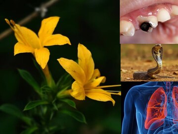 নড়ে যাওয়া দাঁতকেও করে পোক্ত! সাপের কামড়ে অব্যর্থ! বুনো বজ্রদন্তী ব্লাড সুগারেও উপকারী