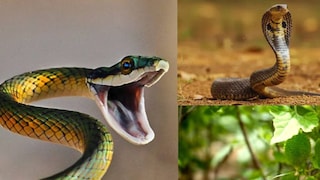 অনেক প্রাচীন বৈদ্য বিশ্বাস করেন যে কাঁকরোলের পাতা সাপের বিষের উপর খুব দ্রুত প্রভাব ফেলে অনেক প্রাচীন বৈদ্য বিশ্বাস করেন যে কাঁকরোলের পাতা সাপের বিষের উপর খুব দ্রুত প্রভাব ফেলে