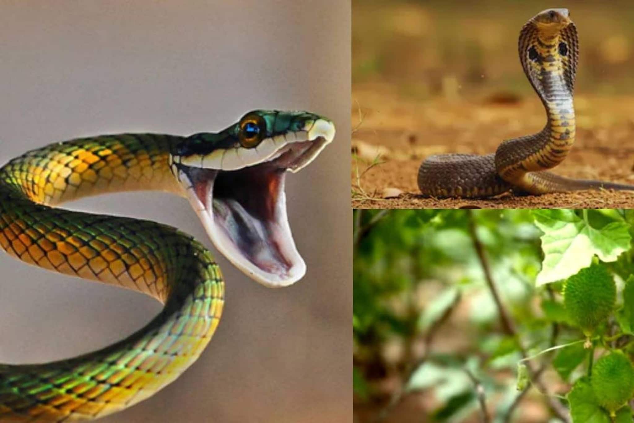 সাপ কামড়ালে সঙ্গে সঙ্গে ক্ষতস্থানে দিন চেনা পাতার রস! শরীরে ছড়াবে না বিষ!