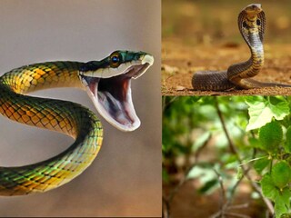 অনেক প্রাচীন বৈদ্য বিশ্বাস করেন যে কাঁকরোলের পাতা সাপের বিষের উপর খুব দ্রুত প্রভাব ফেলে