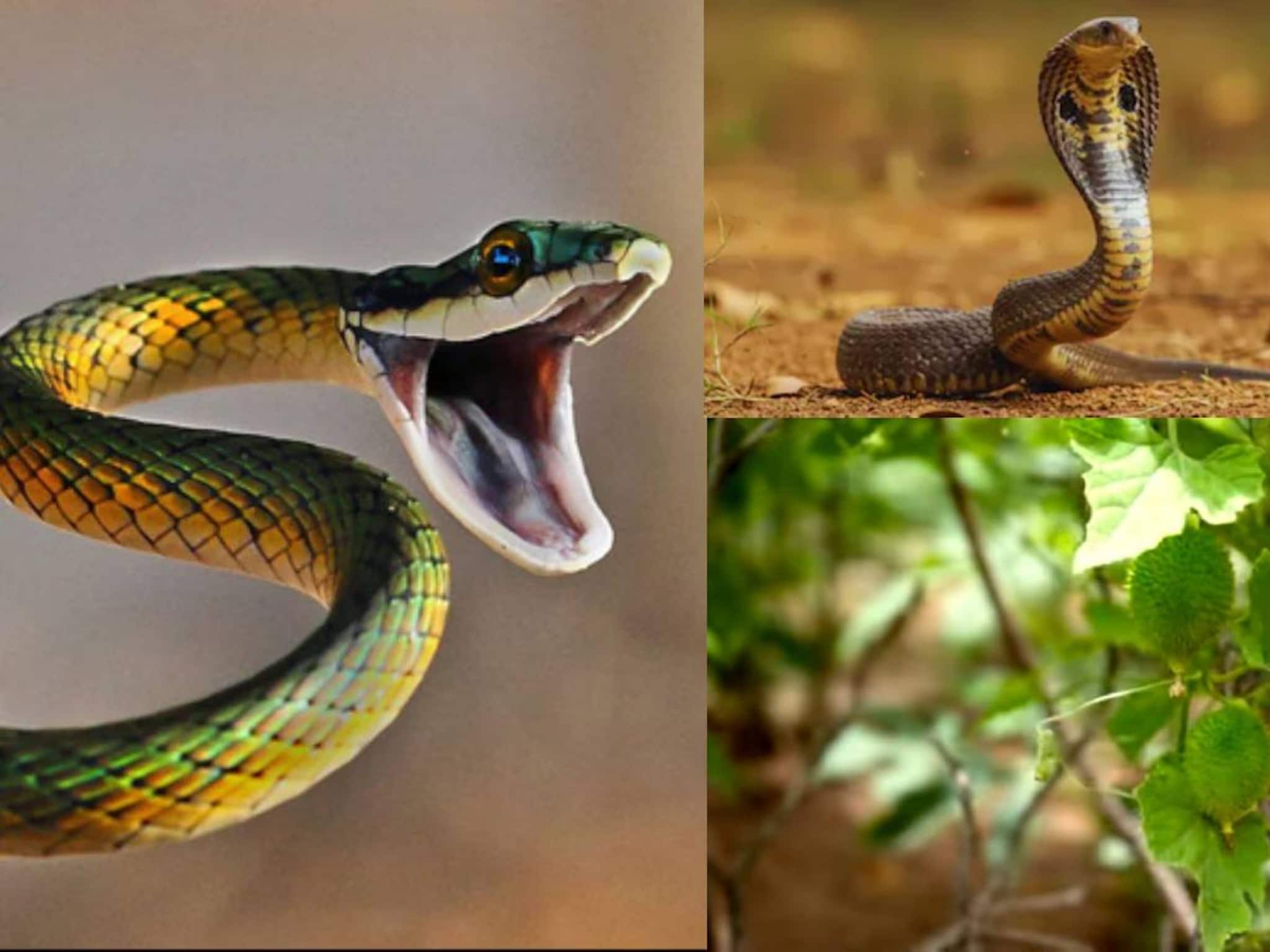 সাপ কামড়ালে সঙ্গে সঙ্গে ক্ষতস্থানে দিন চেনা পাতার রস! শরীরে ছড়াবে না বিষ!