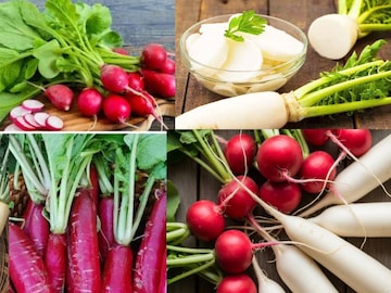 বহু উপকারিতা সত্ত্বেও মাঘ মাসে মুলো খেতে নিষেধ করা হয় কেন? ক্ষতির কারণ জানলে আঁতকে উঠবেন! বহু উপকারিতা সত্ত্বেও মাঘ মাসে মুলো খেতে নিষেধ করা হয় কেন? ক্ষতির কারণ জানলে আঁতকে উঠবেন!