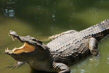 GK: Crocodile River of India: শয়ে শয়ে কুমির কিলবিল করছে এই নদীতে! বইছে জনবহুল ঘিঞ্জি শহরের মাঝে! চিনে নিন কোনটা "ভারতের কুমির নদী"