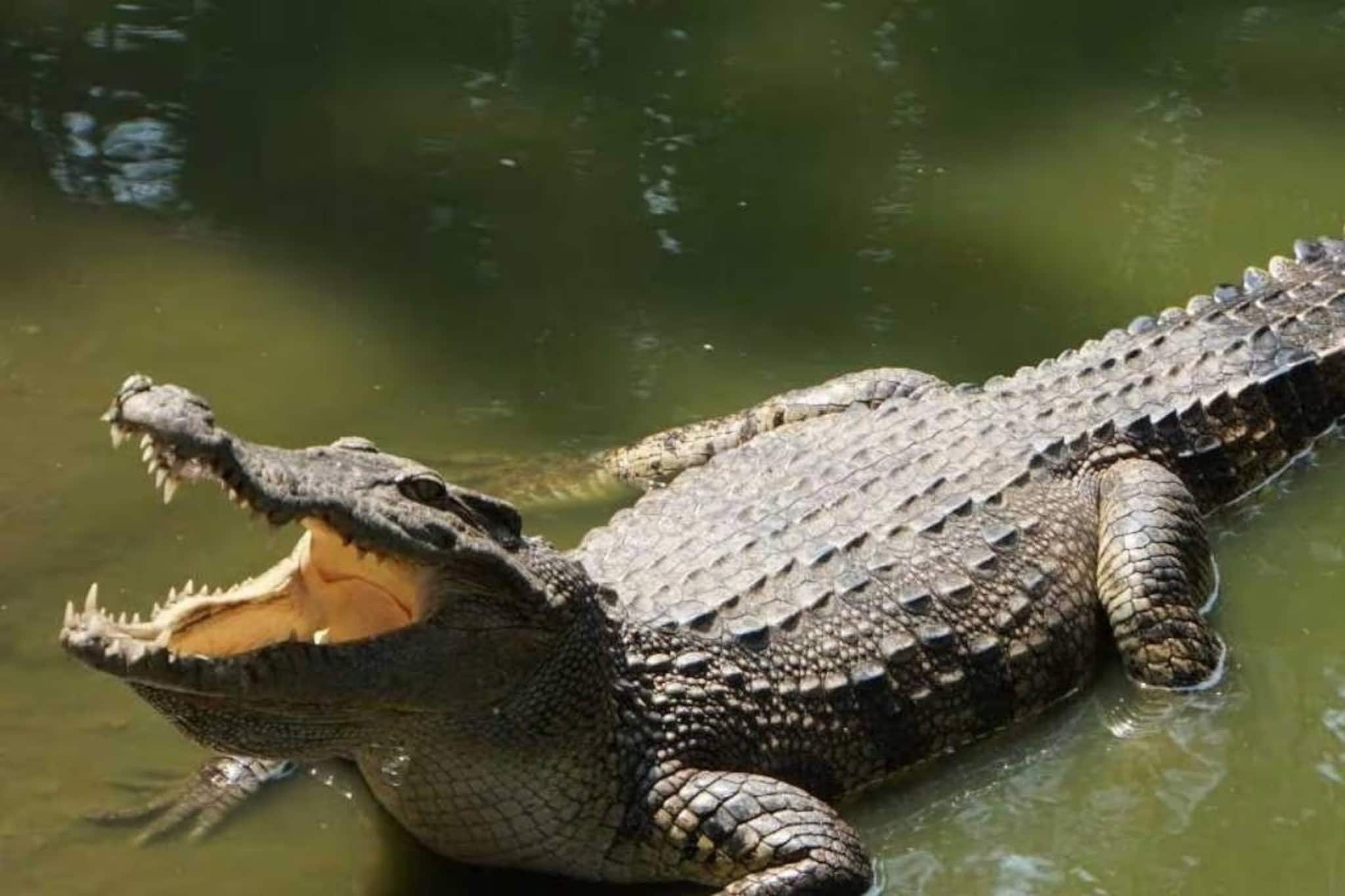 শয়ে শয়ে কুমির কিলবিল! বইছে জনবহুল ঘিঞ্জি শহরের মাঝে! এটা "ভারতের কুমির নদী"